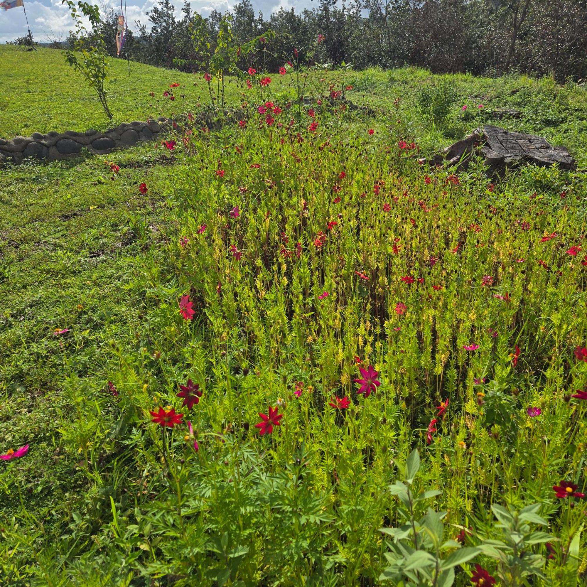 Hacienda En Los Volcanes Guayabos エクステリア 写真