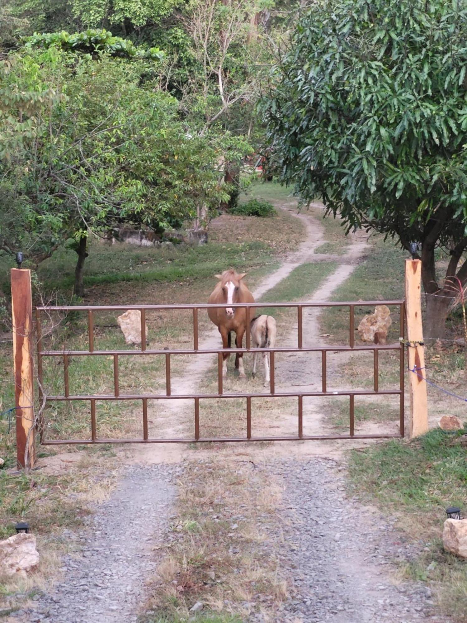 Hacienda En Los Volcanes Guayabos エクステリア 写真